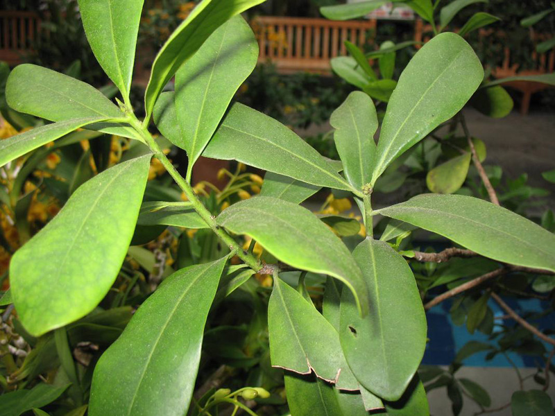 Canella winterana   / Wild Cinnamon, Winter Cinnamon