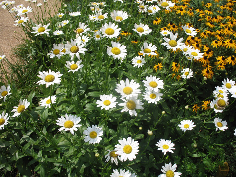 Chrysanthemum x superbum 'Ryan's Daisy'  / Chrysanthemum x superbum 'Ryan's Daisy' 
