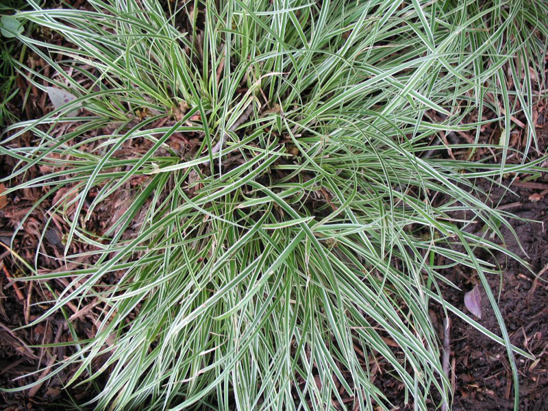 Carex conica 'Marginata'   / Miniature Variegated Sedge