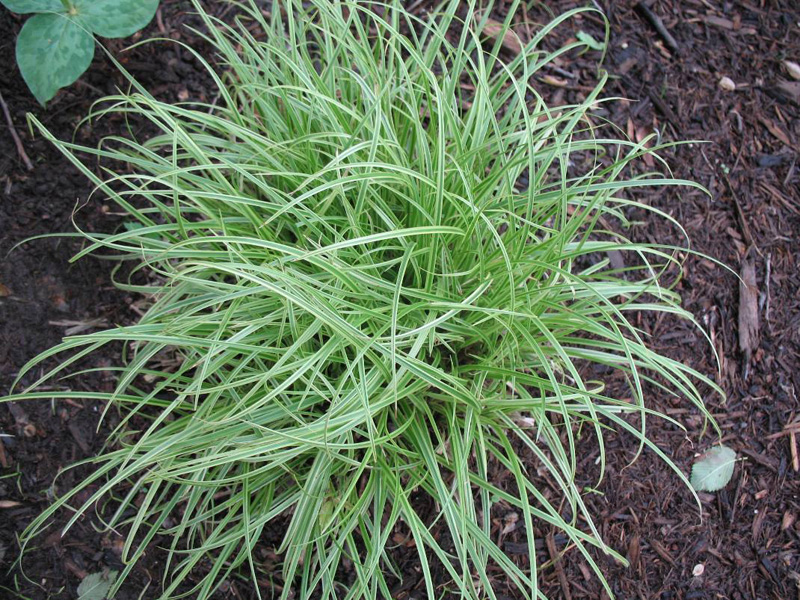 Carex dolichostachya var. glaberrima 'Kaga Nishiki'   / Gold Fountain Sedge