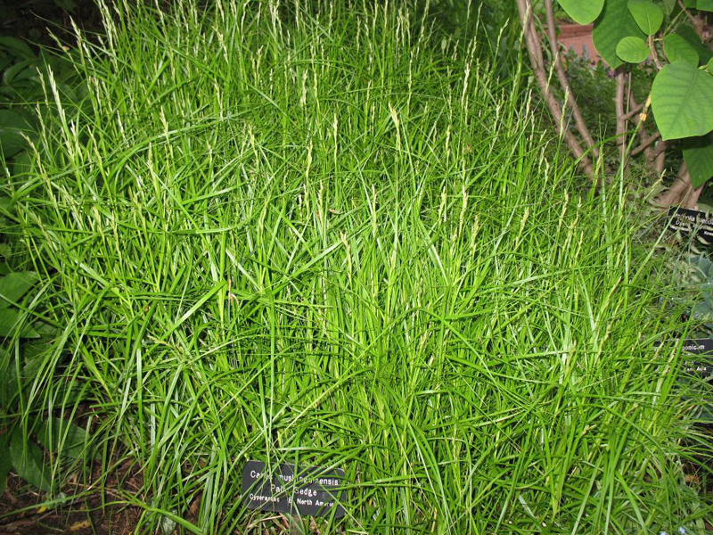 Carex muskingumensis   / Carex muskingumensis  