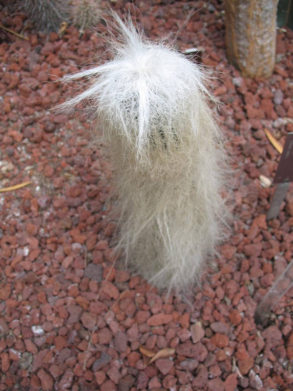 Cephalocereus senilis  / Old Man Cactus