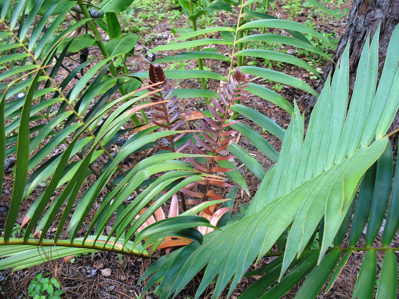 Ceratozamia mexicana latifolia  / Bamboo Cycad