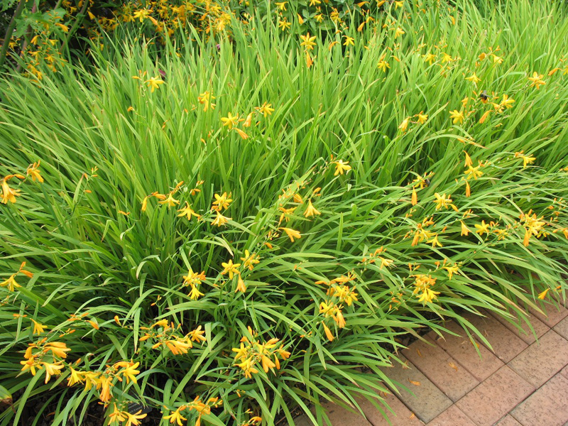 Crocosmia x crocosmiiflora 'Norwich Canary'  / Norwich Canary Crocosmia