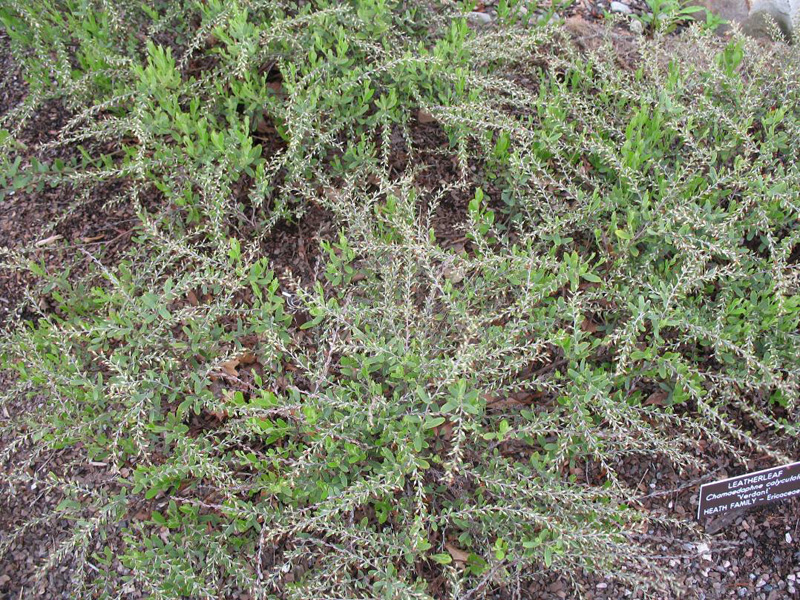 Chamaedaphne calyculata 'Verdant'   / Chamaedaphne calyculata 'Verdant'  