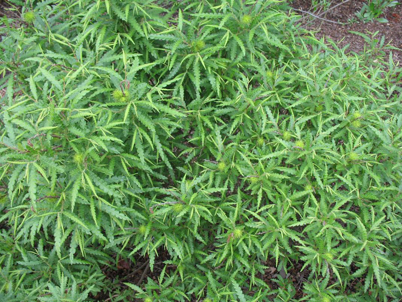 Comptonia peregrina   / Sweet Fern