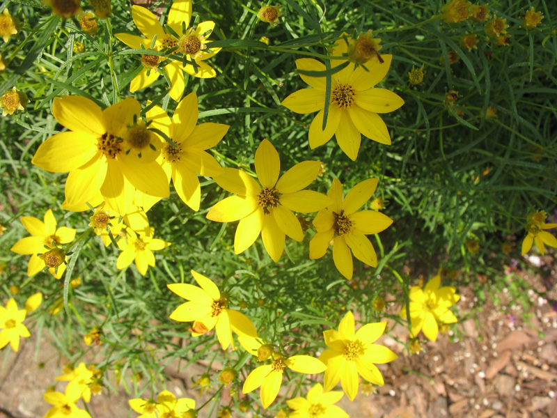 Coreopsis verticillata 'Zagreb' / Coreopsis verticillata 'Zagreb'