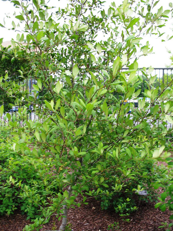 Crataegus aestivalis 'Royalty'   / Crataegus aestivalis 'Royalty'  
