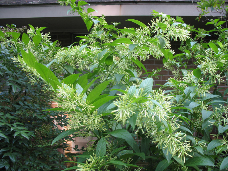 Cestrum nocturnum  / Cestrum nocturnum 