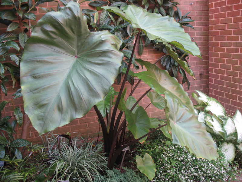 Colocasia esculenta 'Fontanesii   / Black-stemmed Elephant