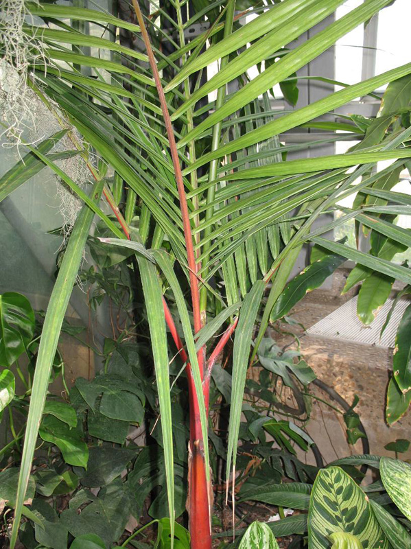 Crytostachys renda / Lipstick Palm, Sealing Wax Palm