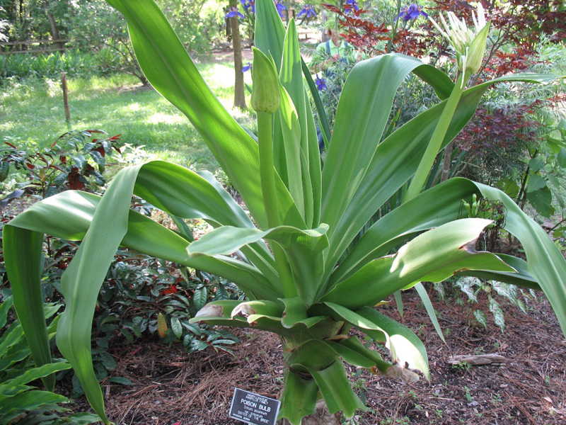 Crinum asiaticum var. procerum 'Sister of the Bride' / Crinum asiaticum var. procerum 'Sister of the Bride'