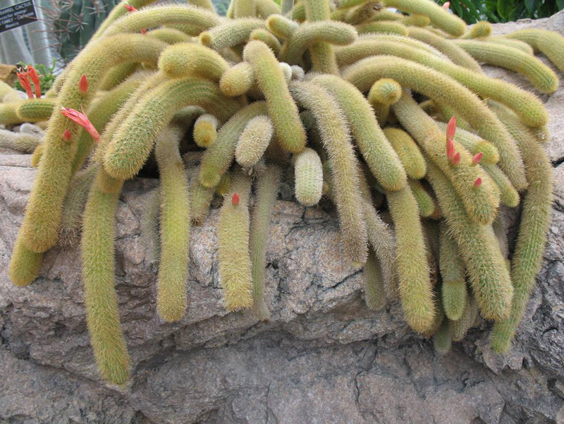 Cleistocactus winteri   / Golden Rat Tail Cactus