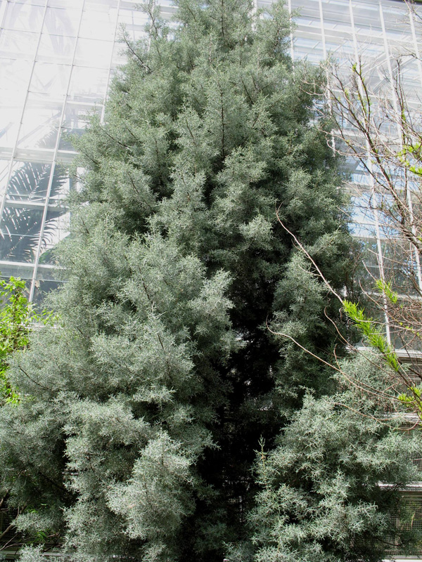 Cupressus arizonica var. glabra 'Blue Ice'   / Smooth Arizona Cypress