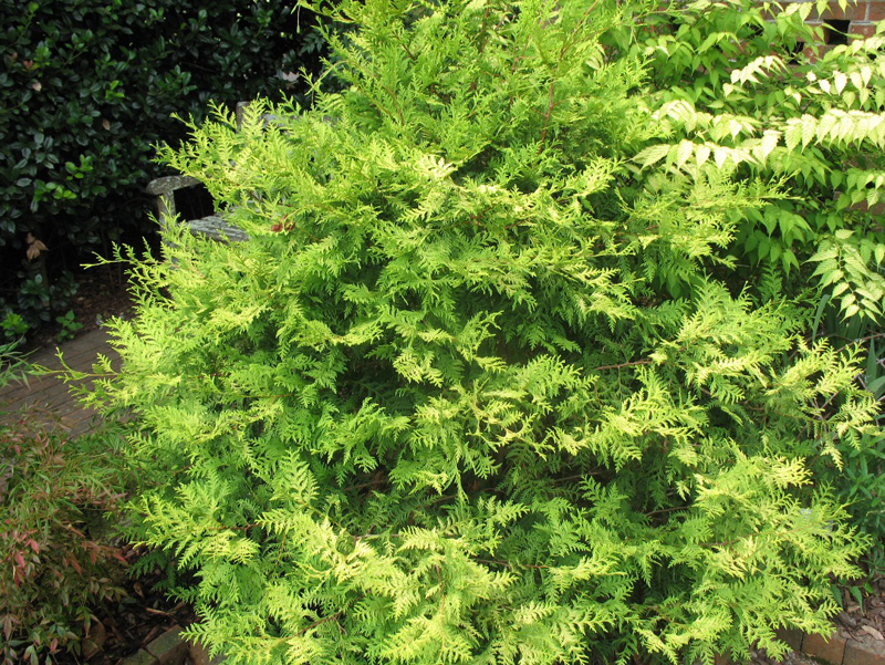 Chamaecyparis pisifera 'Vintage Gold'  / Japanese False Cypress