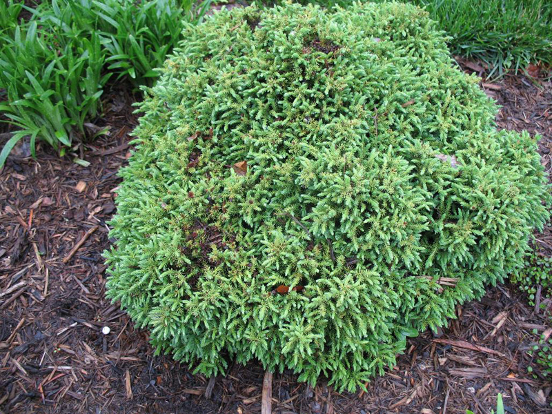 Cryptomeria japonica 'Koshyi'  / Koshyi Japanese Cedar