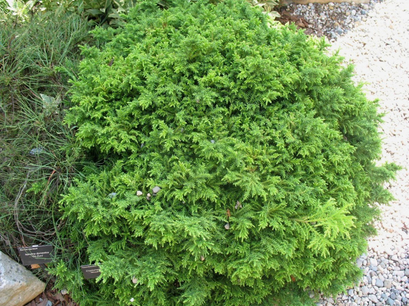 Cryptomeria japonica 'Wood's Dwarf'  / Wood's Dwarf Japanese Cedar