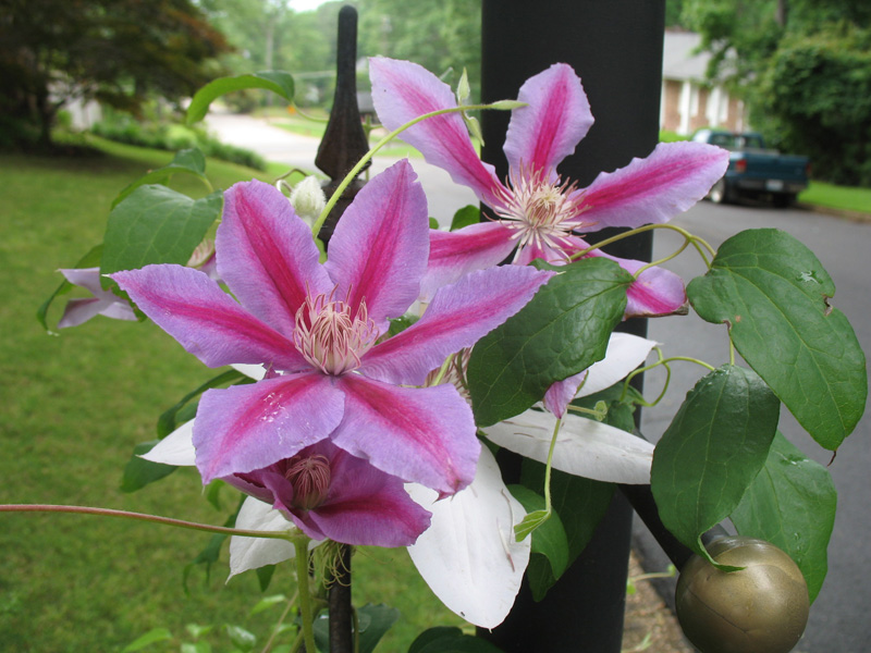 Clematis 'Nelly Moser'  / Clematis 'Nelly Moser' 