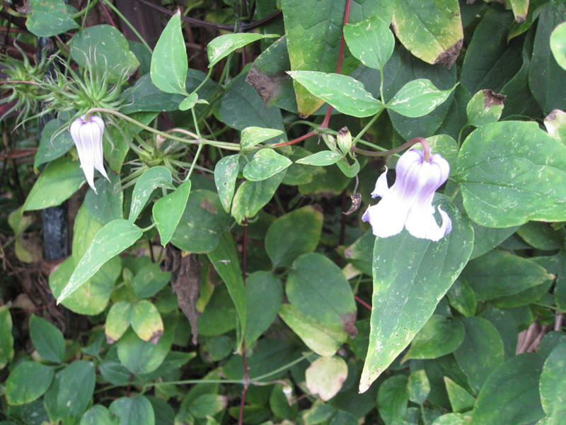 Clematis crispa / Swamp Leather Flower