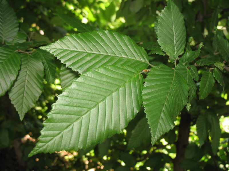 Carpinus betulus  / European Hornbeam, Common Hornbeam