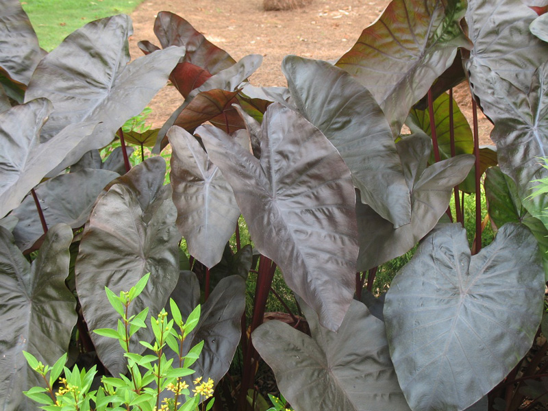 Colocasia 'Diamond Head' / Diamond Head Celosia