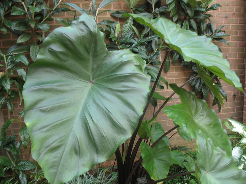 Colocasia esculenta 'Fontanesii' / Black Stem Elephant Ear