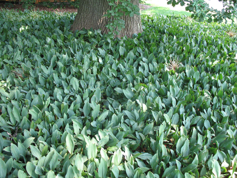 Convallaria majalis  / Lily-of-the-Valley