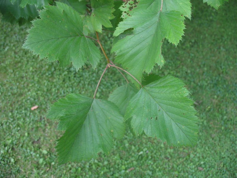 Crataegus mollis / Downy Hawthorn