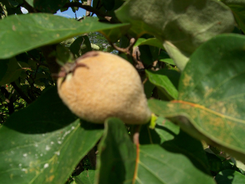 Cydonia oblonga   / Quince 'Smyrna'