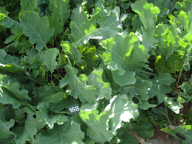 Crambe maritima    / Sea Kale