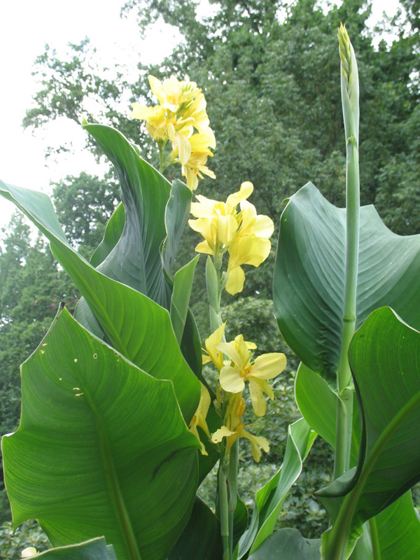 Canna 'Yellow Futurity' / Dwarf Canna Yellow Futurity