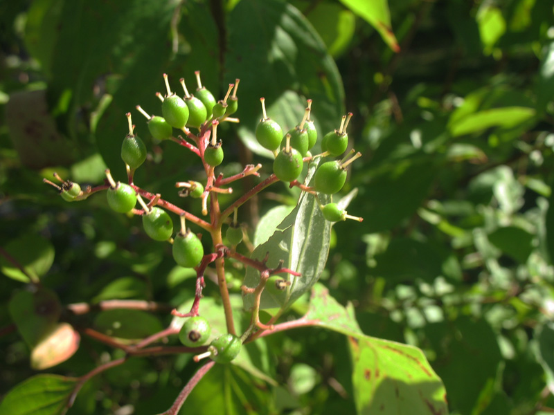 Cornus racemosa / Gray Dogwood