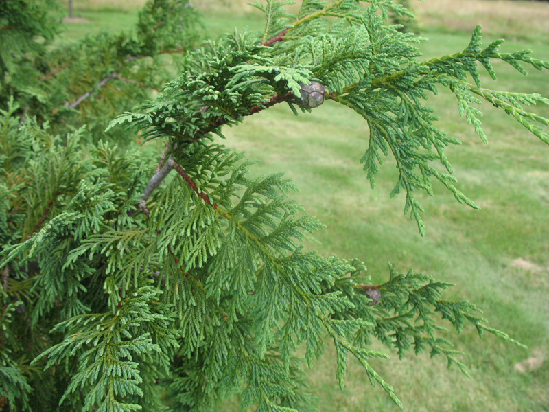 Chamaecyparis nootkatensis 'Glauca' / Waxy Nootka Cypress