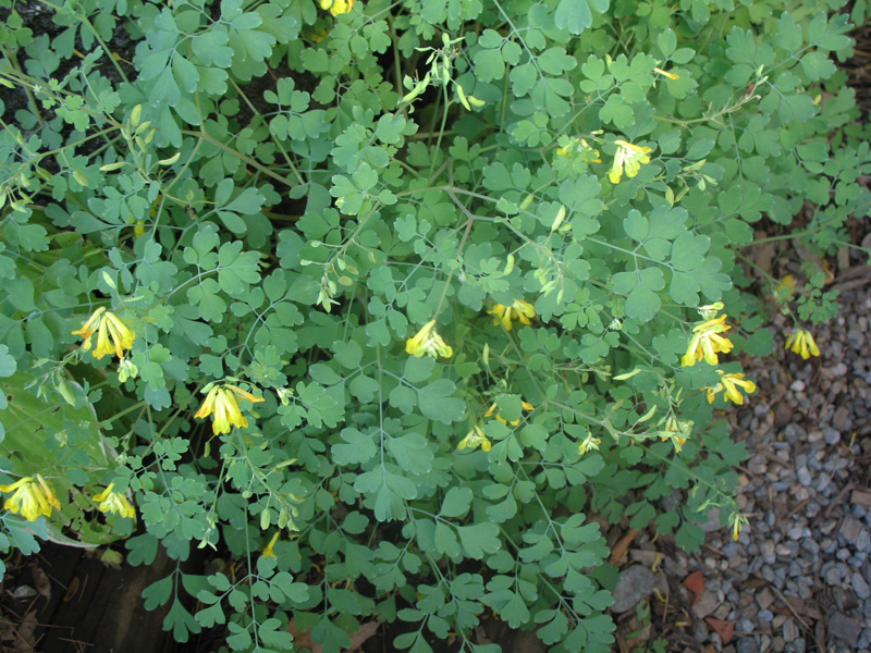 Corydalis lutea    / Yellow corydalis, Fumewort