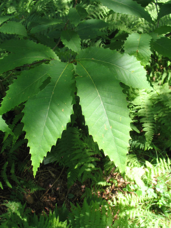 Castanea dentata  / Castanea dentata 