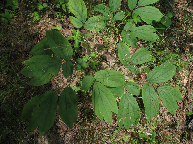 Caulophyllum thalictroides   / Blue Cohosh