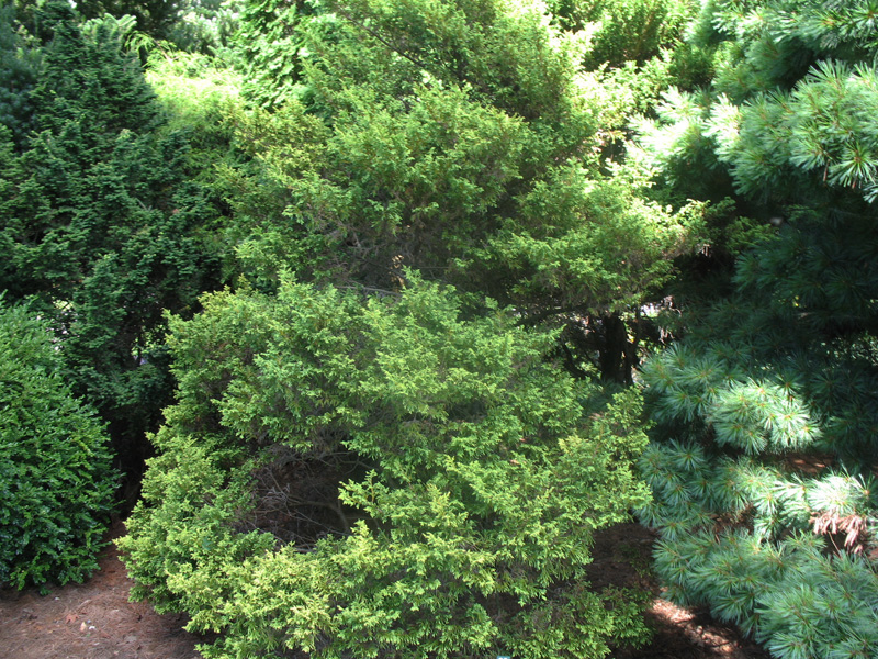 Chamaecyparis pisifera 'Globosa Aurea'   / Golden Sawara Cypress