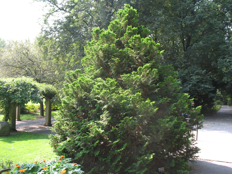 Chamaecyparis obtusa 'Gracilis'   / Hinoki False Cypress