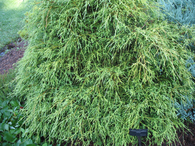 Chamaecyparis pisifera 'Aurea' / Chamaecyparis pisifera 'Aurea'