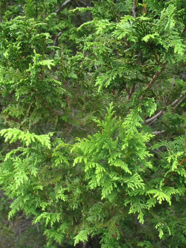 Chamaecyparis pisifera 'Plumosa'   / Plumy Sawara Cypress