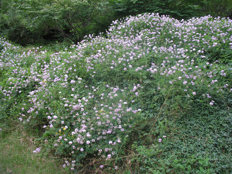 Coronilla varia  / Crown Vetch