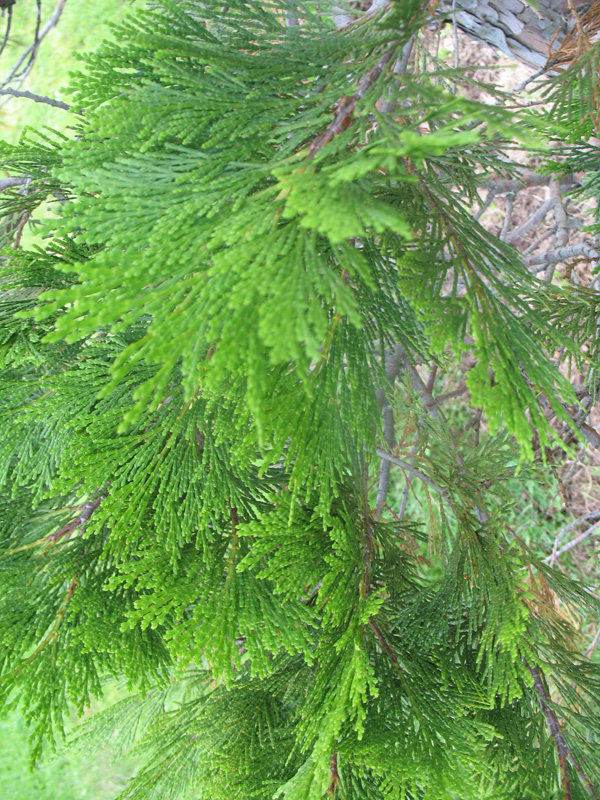 Calocedrus decurrens    / Incense Cedar