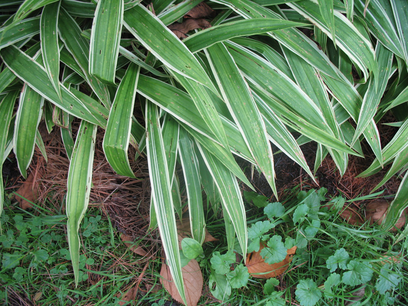 Carex siderosticha 'Variegata'   / Carex siderosticha 'Variegata'  