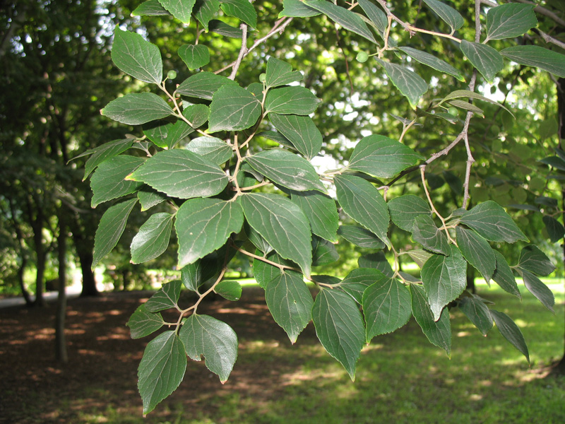 Celtis sinensis var. japonica / Japanese Hackberry