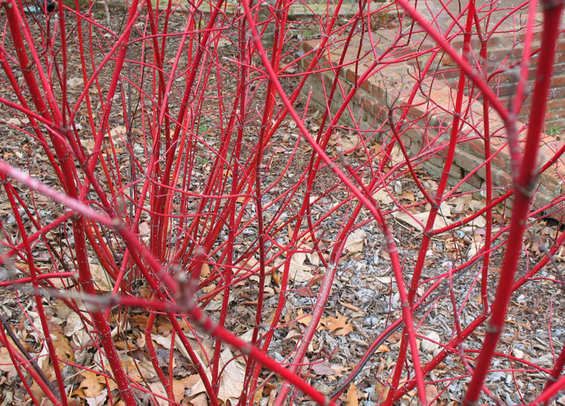 Cornus sericea   / Redosier Dogwood