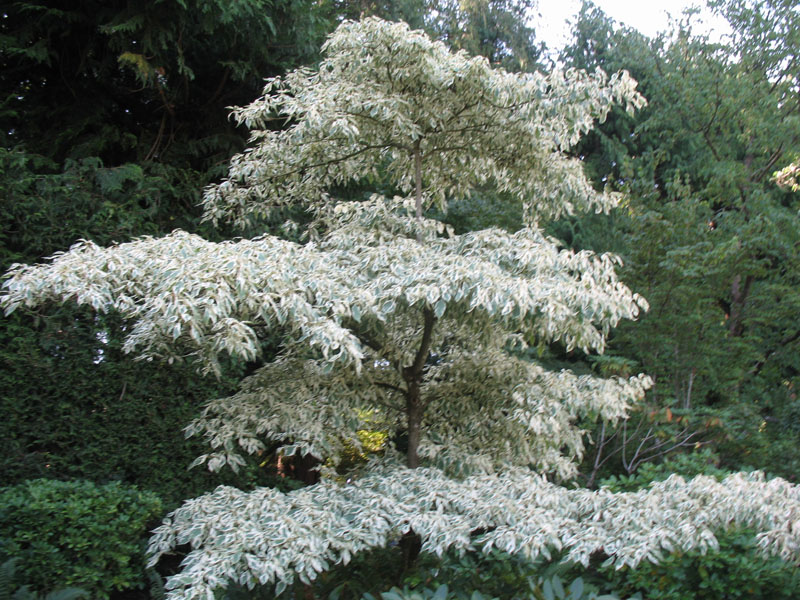 Cornus controversa ‘Variegata’  / Cornus controversa ‘Variegata’ 