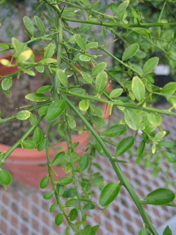 Citrus australasica / Citrus australasica