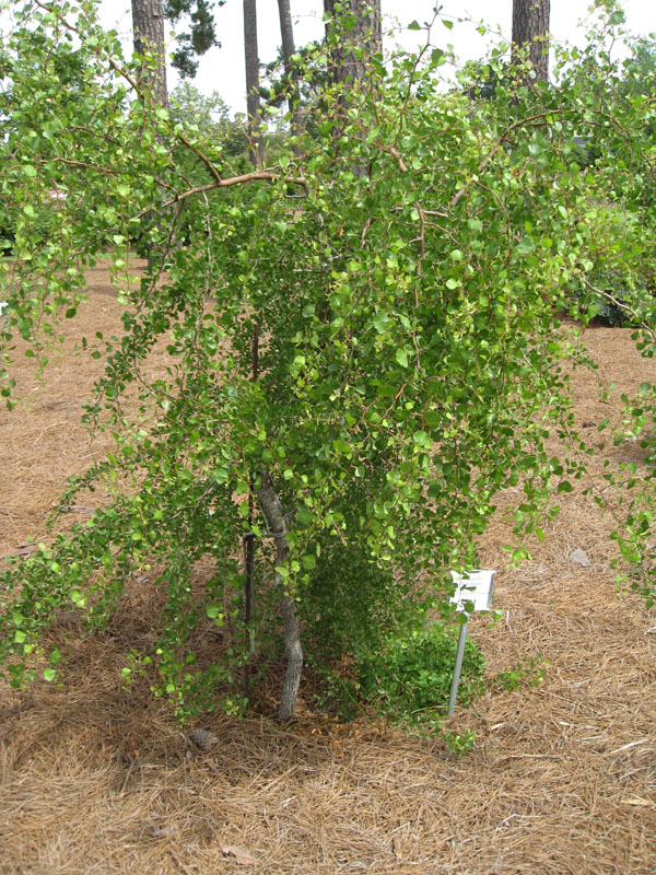 Crataegus lacrimata  / Pensacola Hawthorn