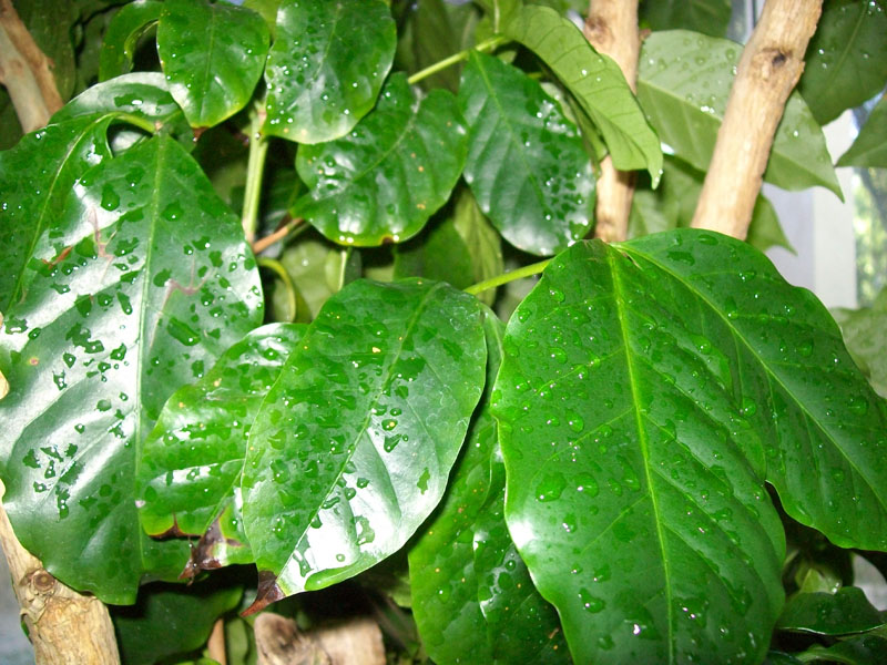 Coffea arabica / Coffee Plant