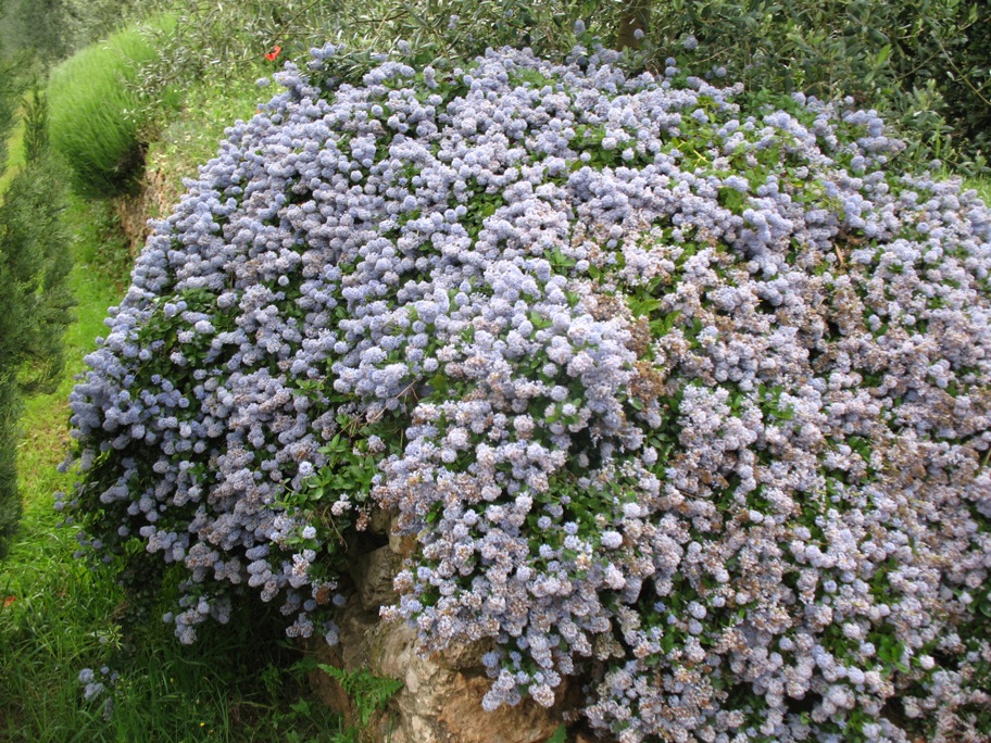 Ceanothus thyrsiflorus / Blueblossom or Blue blossom ceanothus